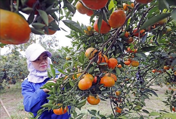 Provincia de Hoa Binh mejora medios de vida de minorías étnicas