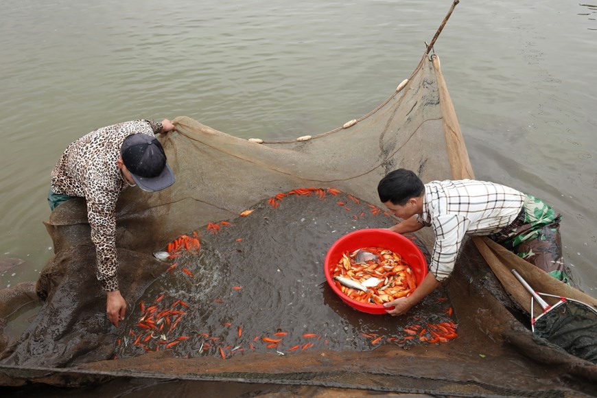 Pueblo de cultivo de carpa roja Thuy Tram al acercarse el Año Nuevo Lunar