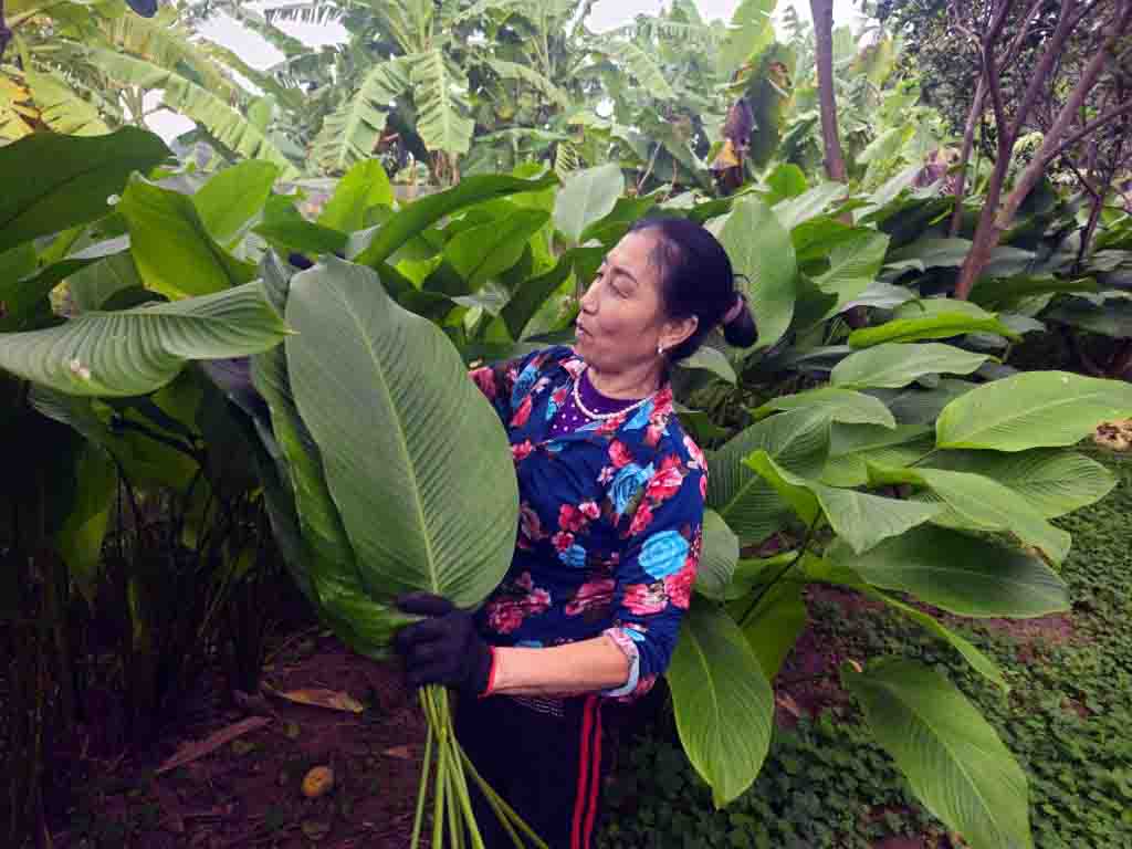 Recorrido por la aldea productora de hojas dong con motivo del Año Nuevo Lunar 2024