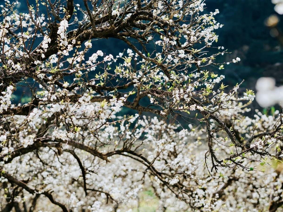 Contemplar la flor del ciruelo blanco de Moc Chau en los días previos al Tet