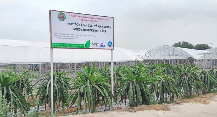 Hai Duong aplica altas tecnologías en producción agrícola