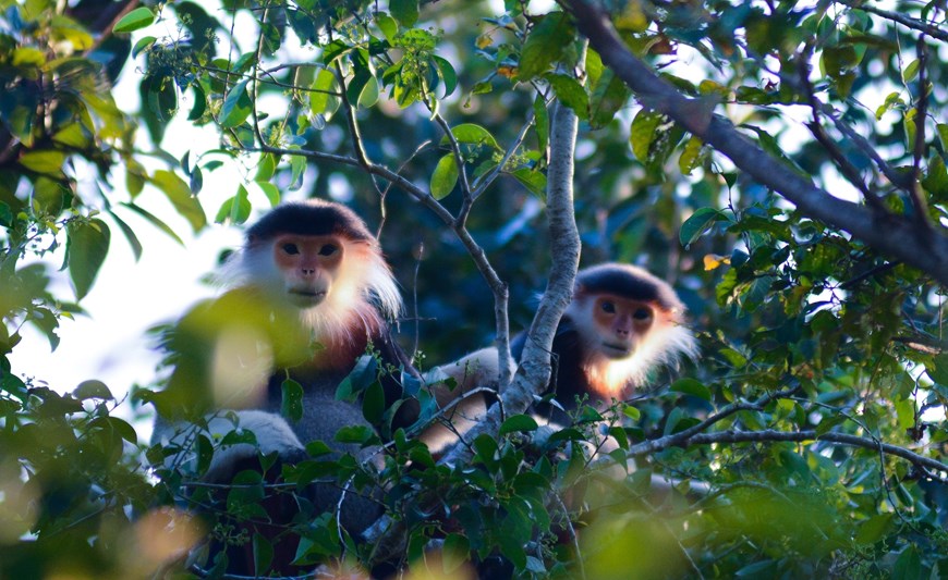 Belleza de langur jaspeado atrae turistas a ciudad de Da Nang