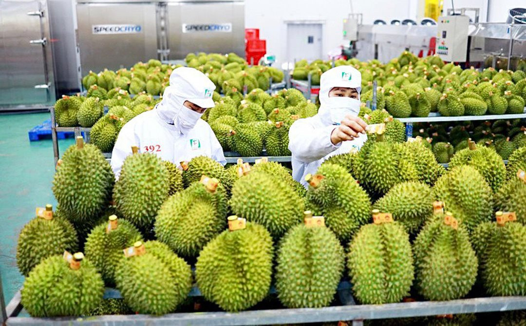 Las exportaciones de frutas de Vietnam cobran impulso a principios de 2024