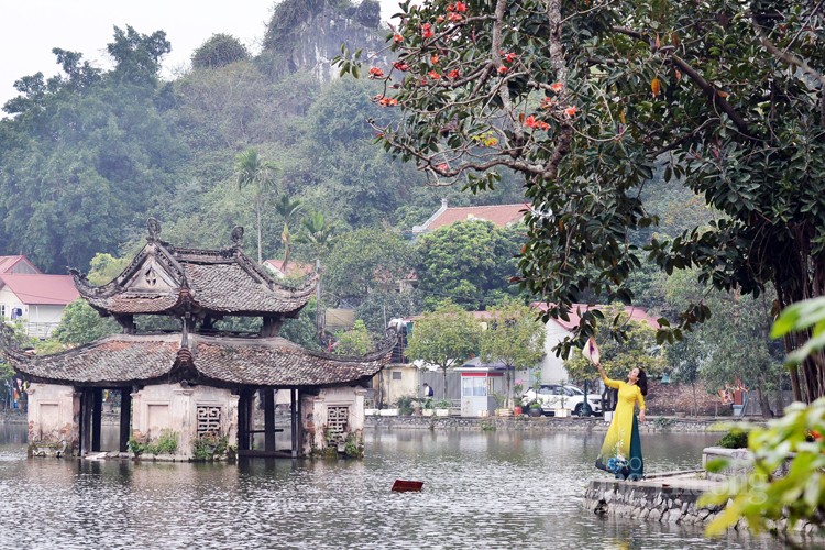 La belleza poética de la pagoda Thay en la temporada de floración de Bombax Ceiba