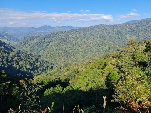 Vietnam recibirá más de 50 millones de dólares por la venta de créditos de carbono