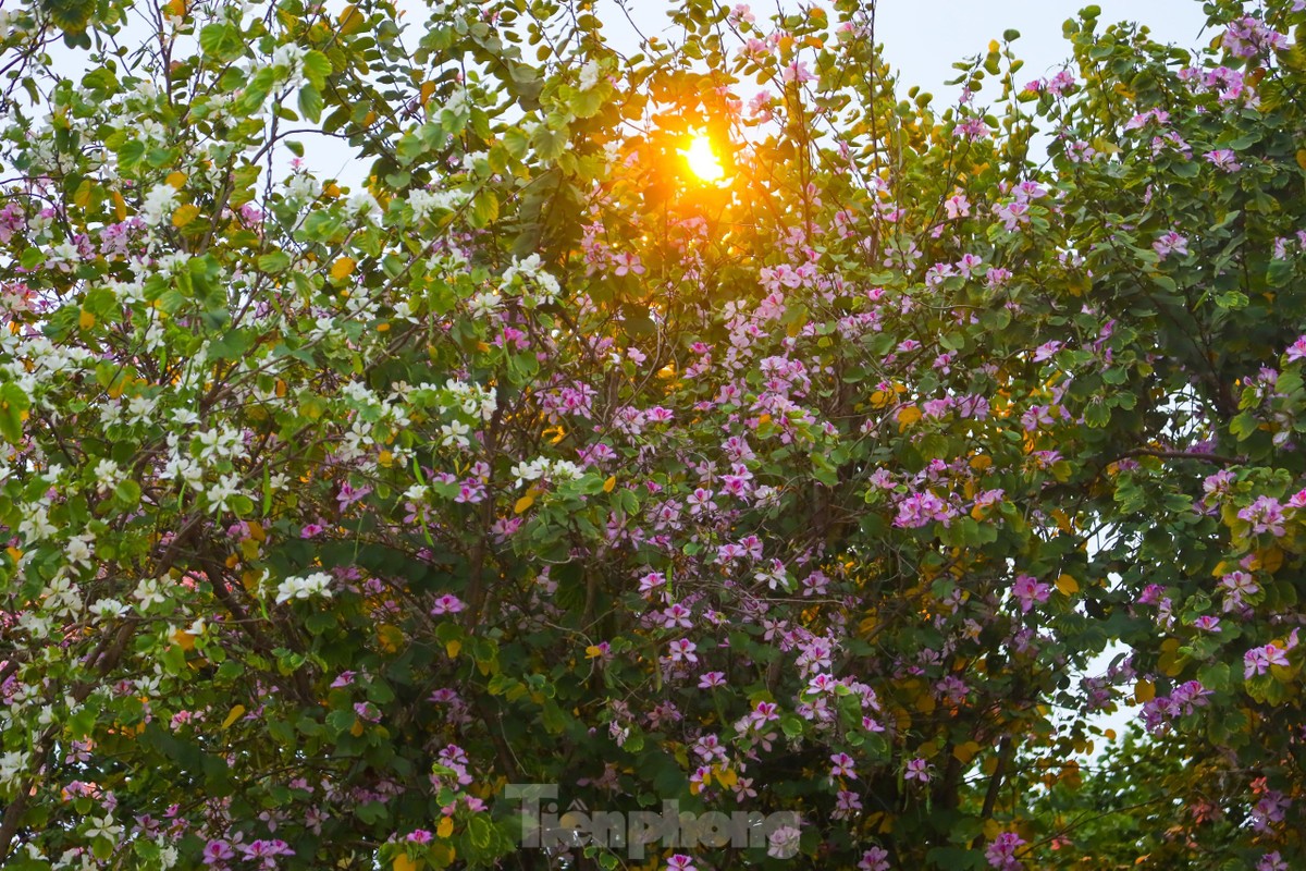 Calles brillantes de Hanói en la temporada de flores de Ban