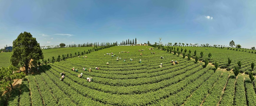 Lam Dong proyecta mejorar eficiencia e impulsar desarrollo sostenible de industria del té