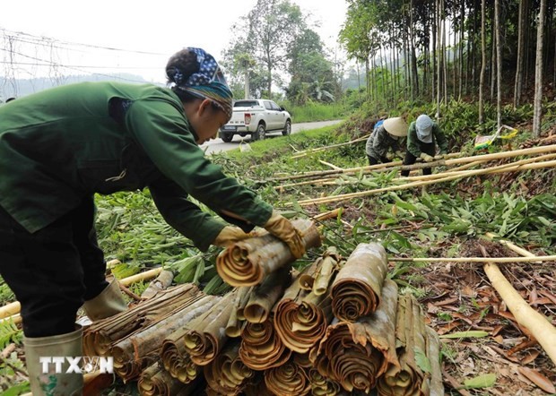 Vietnam se esfuerza por continuar siendo el mayor exportador mundial de canela