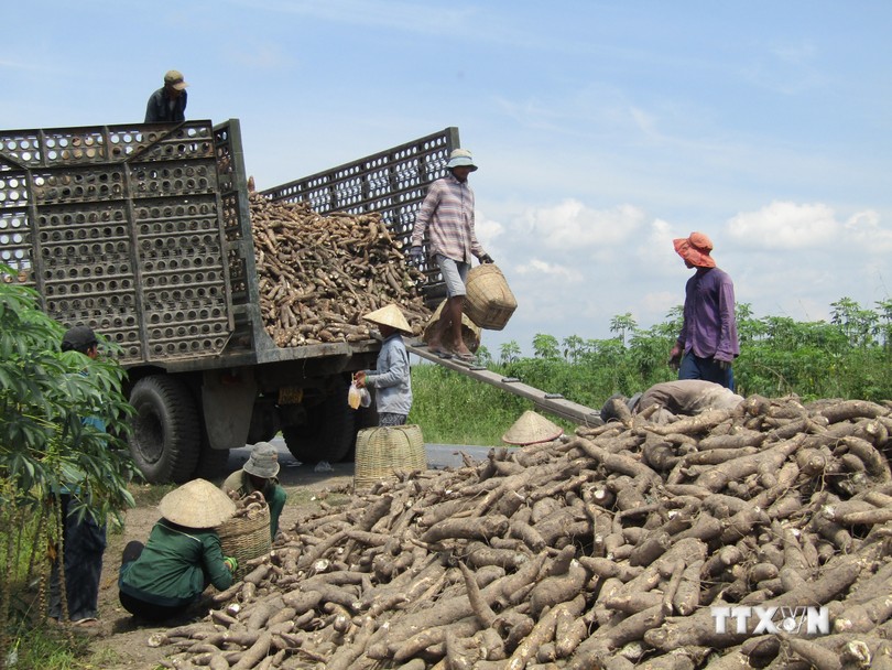 Las exportaciones de yuca alcanzarán los 2000 millones de dólares en 2030
