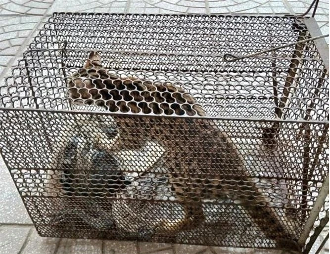 Parque vietnamita recibe macacos y felinos en peligro de extinción