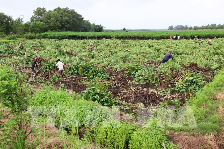 Vietnam fija meta de dos mil millones de dólares por exportaciones de yuca