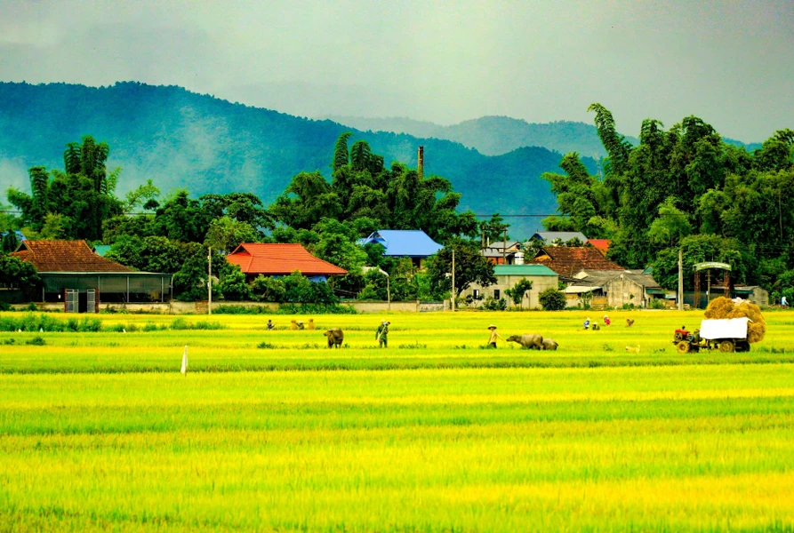 Admiran el campo de arroz más grande del noroeste