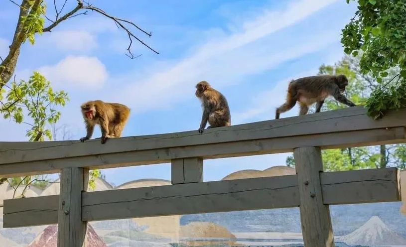 Una película sobre conservación de la vida silvestre pide al público que denuncie los crímenes contra los animales