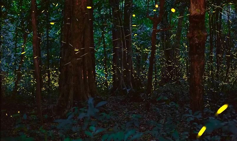 Recorrido nocturno por Parque Nacional de Cuc Phuong se vuelve popular