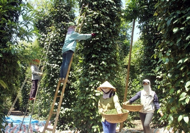 El valor de exportación de la pimienta vietnamita ante la oportunidad de regresar a mil millones de dólares