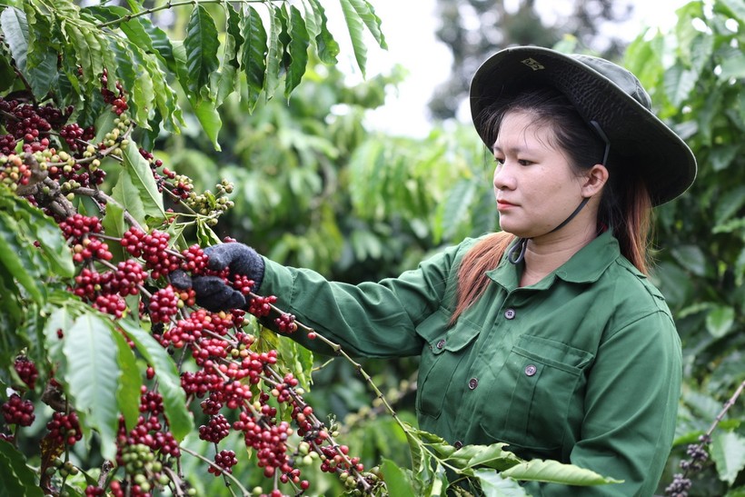El valor de las exportaciones de café de Vietnam a España aumenta en más de un 100