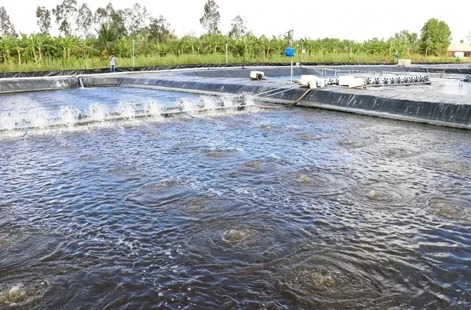 Ca Mau invertirá más de 785 millones de dólares en su industria camaronera