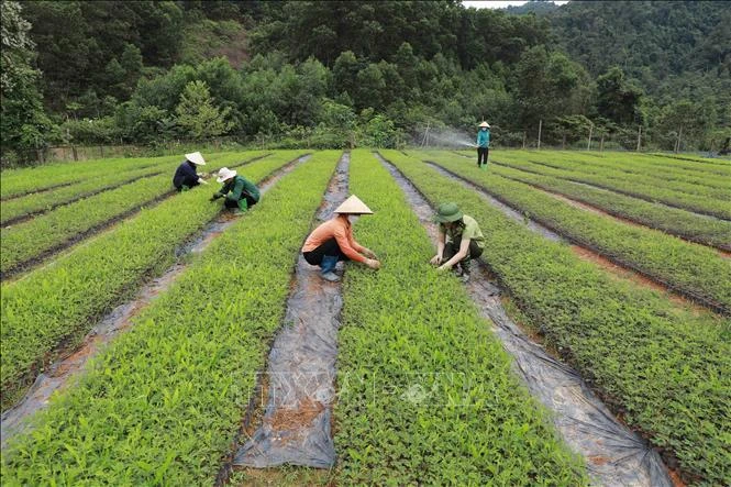 Aplican productividad verde por desarrollo sostenible en Vietnam