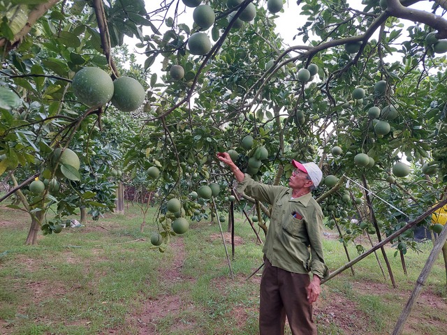 Los códigos de áreas de cultivo ayudan a estandarizar las exportaciones agrícolas de Hanói