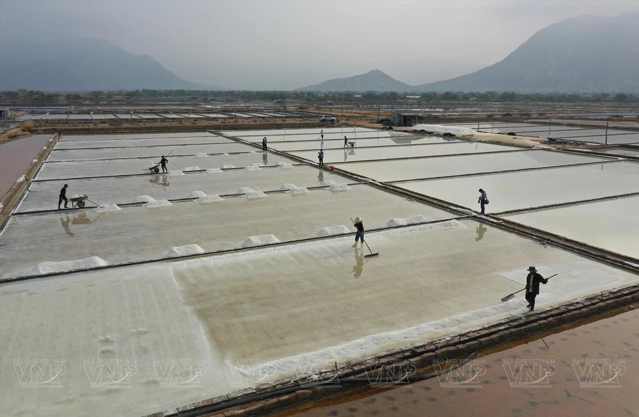 Visitan campos de sal en provincia centrovietnamita de Ninh Thuan