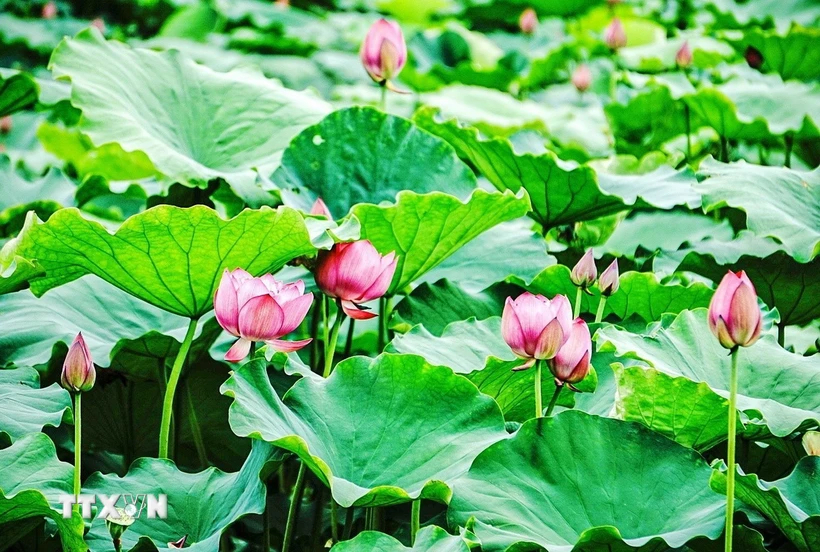 Primera edición del Festival del Loto de Hanói