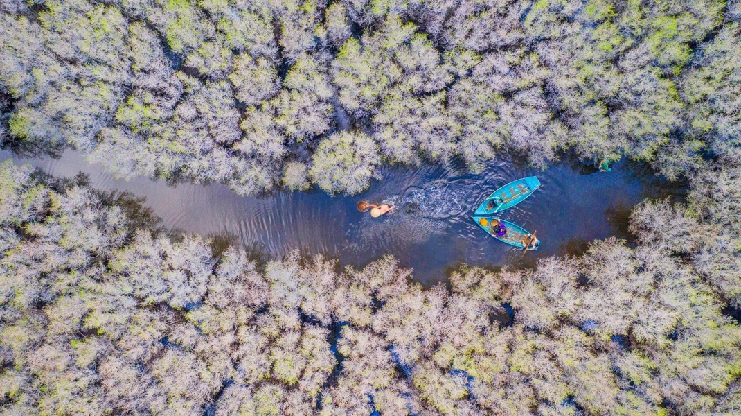 Esfuerzos para restaurar y preservar el “cinturón verde” de manglares en la región centro sur