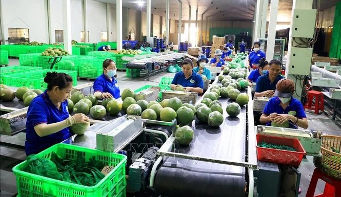 Exportaciones de frutas y hortalizas de Vietnam superan los 3 mil millones de dólares