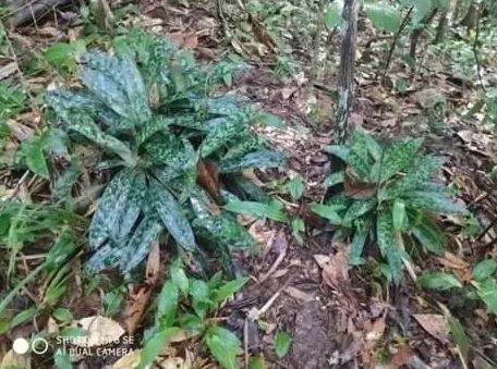 Construyen con éxito modelo de conservación para dos especies de orquídeas en peligro de extinción en Vietnam