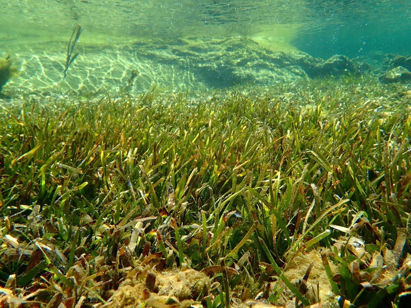 Biodiversidad en la Reserva Marina del Parque Nacional Nui Chua
