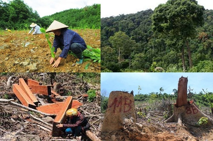 Vietnam implementa proactivamente el Reglamento de Deforestación de la Unión Europea