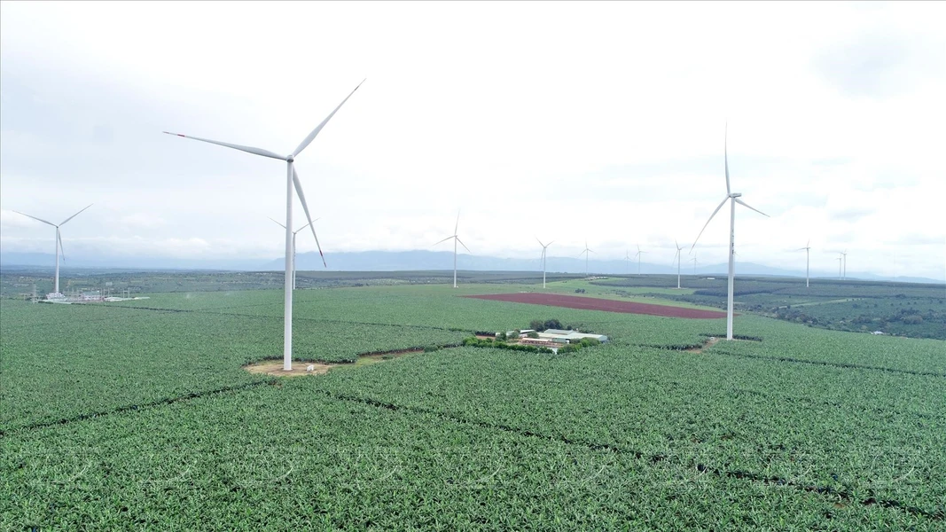 Cultivo de plátanos para exportación nueva dirección para Gia Lai