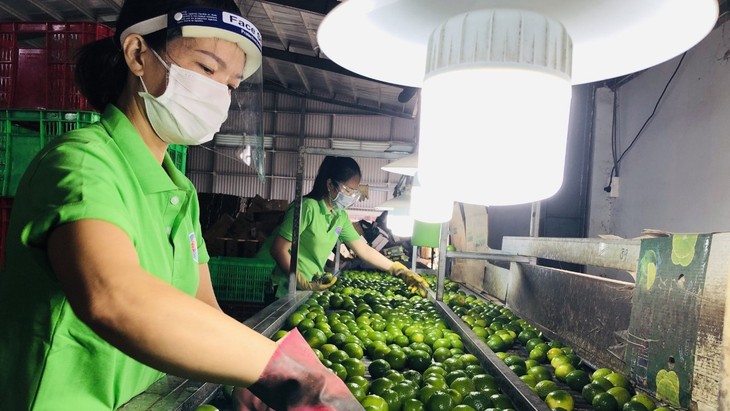 Long An amplía el camino para la exportación de limones a Oriente Medio