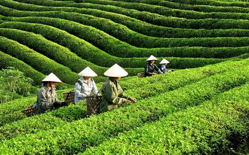 Pakistán, el mayor mercado de exportación de té de Vietnam