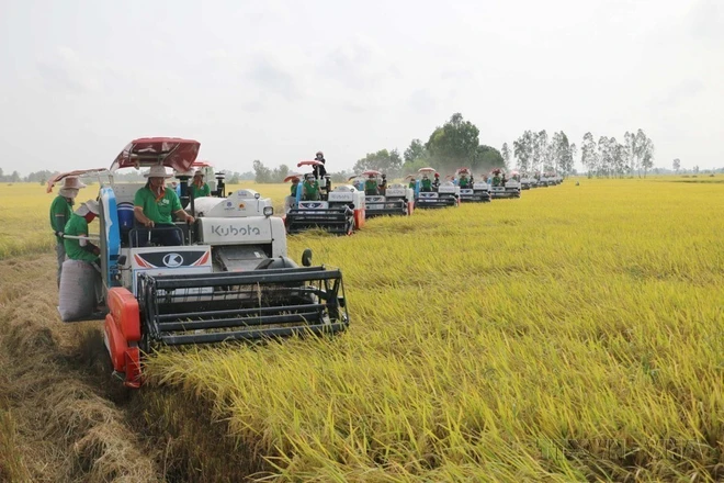 Las exportaciones de arroz de Vietnam aumentan un 25,1 en volumen en los últimos 7 meses de 2024