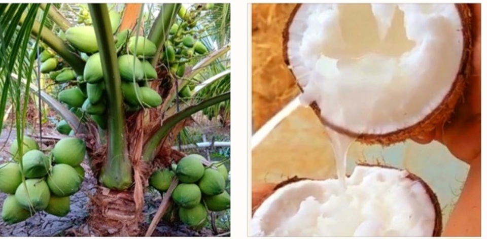 Tra Vinh presenta el Festival del Centenario del árbol de coco Sap