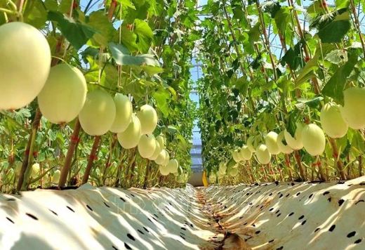 Fomentan vinculación en cadena de producción agrícola orgánica en Vietnam