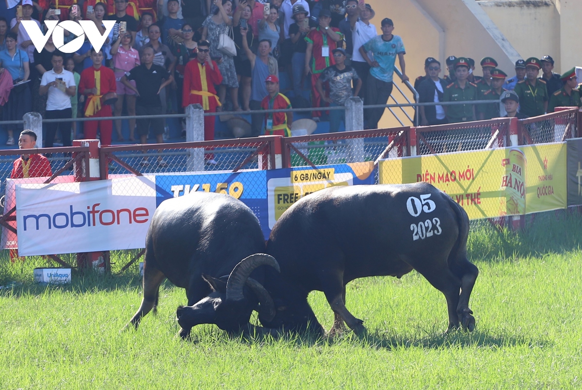 Novedades en el Festival tradicional de Lucha de Búfalos de Do Son