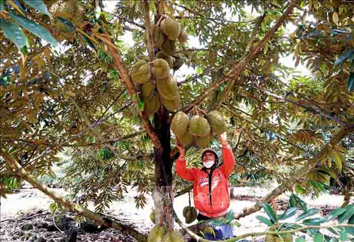 Ampliar los mercados de exportación del durián vietnamita