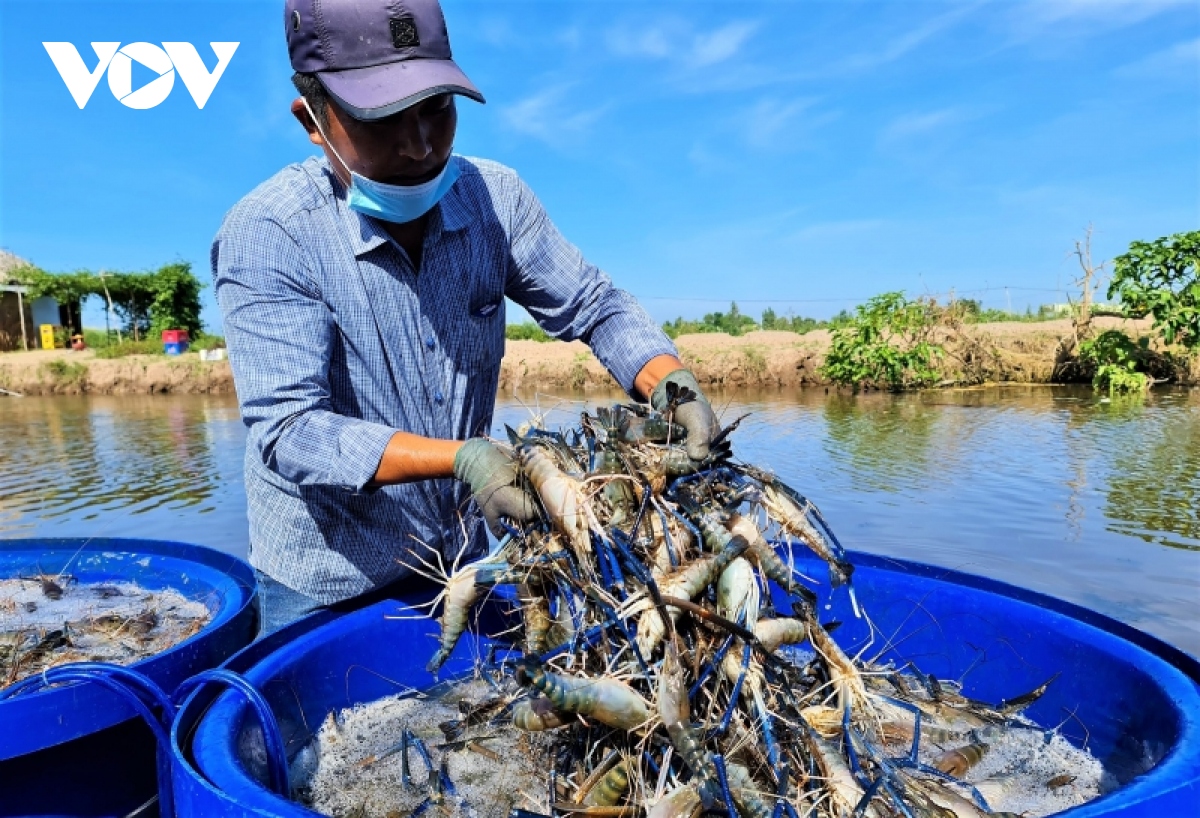 Camarón de provincia vietnamita de Ca Mau recibe otra certificación internacional