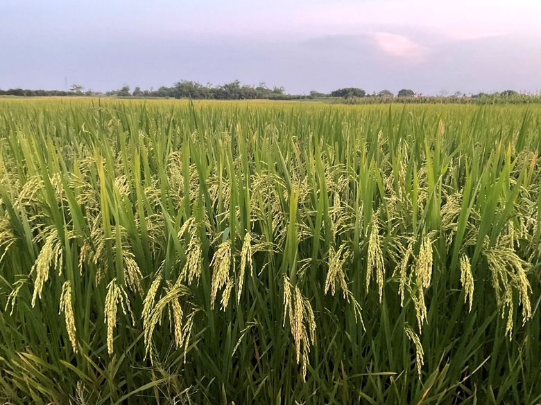 Mejoran la calidad del desarrollo agrícola y rural en Quang Nam