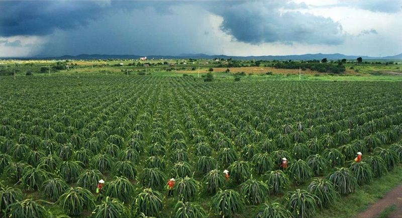 Binh Thuan amplía el mercado de la pitahaya