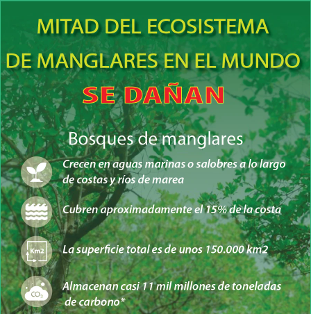 Mitad del ecosistema de manglares en el mundo se dañan