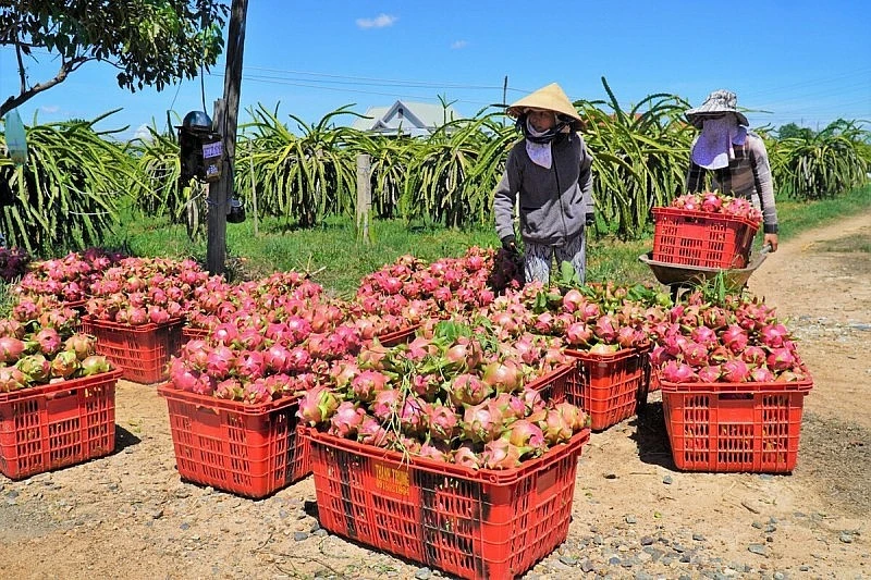 Comercio bilateral Vietnam-China supera 130 000 millones de dólares en ocho meses