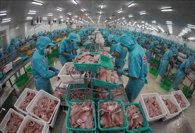 Estados Unidos Empresas exportadoras vietnamitas no realizan dumping con productos de pangasius