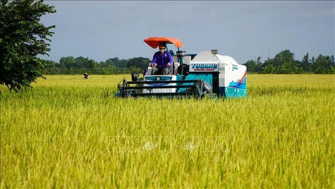 Vietnam y el Banco Mundial buscan reducir emisiones de carbono en cultivo de arroz