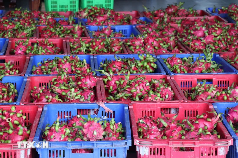 Oportunidades crecientes para la fruta vietnamita en el mercado internacional