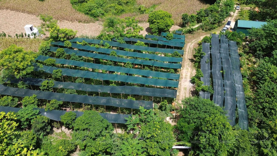 Hanoi explota los beneficios de las plantas medicinales