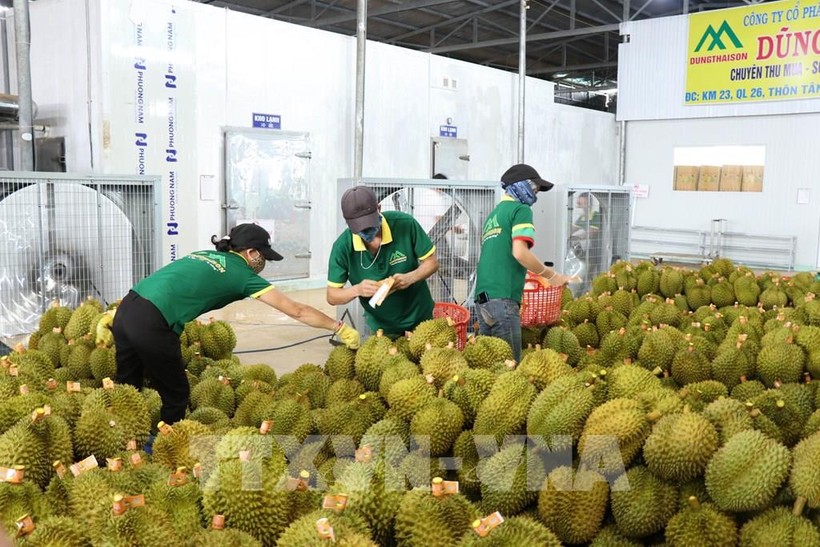 Efectuarán exposición de productos agrícolas vietnamitas exportados a China