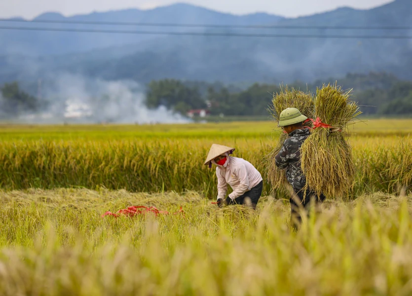 Temporada dorada en el campo de arroz de Muong Thanh