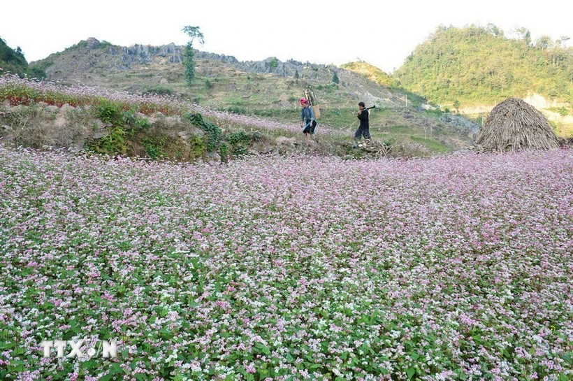 Festival de las flores de alforfón 2024 en Ha Giang Un evento cultural de la meseta rocosa